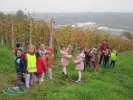 med vinogradi